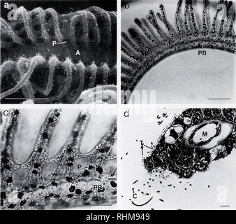 . Il bollettino biologico. Biologia; Zoologia; biologia; biologia marina. 420 K. M. HALANYCH. La figura .V perforazioni alla base dei tentacoli. (A) una vista frontale del braccio (SEM) che mostra il ciliution densa e la ciliate perforazioni tra le basi dei tentacoli (barra di scala = 100 ^m). (B) una micrografia di luce di un braccio visto dal lato che mostra la distribuzione dei corpi pigmentato e la posizione delle perforazioni (barra di scala = 100 ^m). (C) una micrografia di luce del ciliate perforazioni ad alto ingrandimento (barra di scala = 50 fjm). (D) un tentacular sezione trasversale (TEM) che partia Foto Stock