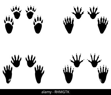 Footprint di nero di raccoon su sfondo bianco Foto Stock