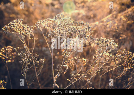 Essiccato autunno erba sotto i raggi del sole della serata sole autunnale. Concettualmente, tempo, età. Foto Stock