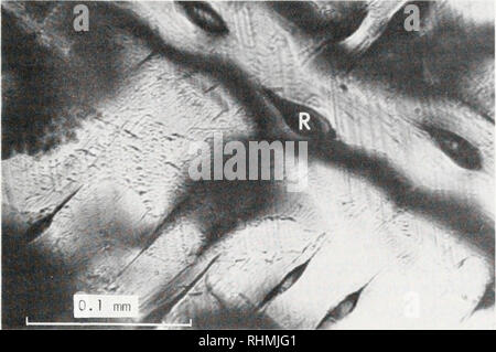. Il bollettino biologico. Biologia; Zoologia; biologia; biologia marina. Le proprietà meccaniche di anguilla pelle 61. La figura 2. Luce polarizzata micrografia di una sezione tangenziale della regione fibroso di anguilla pelle. L'asse lungo della fotografia è approssimativamente parallelo all'asse lungo del pesce. R, sezione trasversale radiale di fibra. Perceptoscope; nell'analisi le distanze tra le immagini proiettate delle coppie di nodi sono state misurate con l'approssimazione di 1/50 mm sul pesce con calibri a corsoio. Risultati struttura della pelle. Pelle di anguilla differisce dalla pelle della maggior parte teleosts in che la cicloide sc Foto Stock