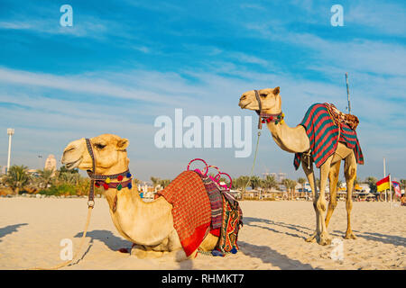 Cammello su Dubai Jumeirah Beach . Dubai, Emirati Arabi Uniti Foto Stock