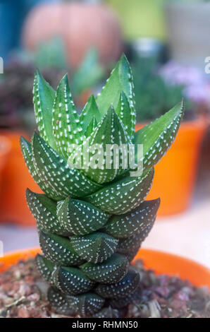 "Haworthia" reinwardtii (Zebra verruca), che mostra la sua rosetta di piante succulente e rigide foglie con spine. Foto Stock