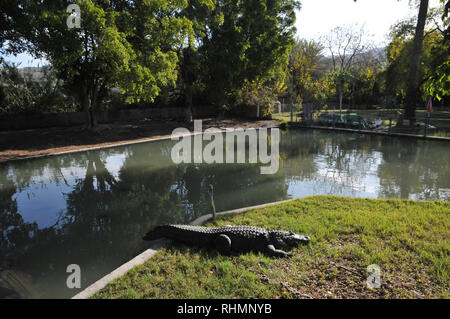 Crocodile Farm panatura a Hamat Gader, Golan, Israele, Hamat Gader ha 4 sorgenti di acqua minerale. Altre attrazioni sono un sito archeologico sit Foto Stock