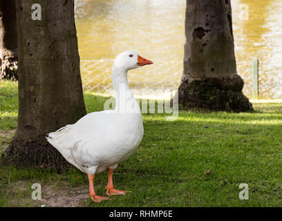 Anas platyrhynchos domesticus/ Anatra domestica da un lago. Foto Stock