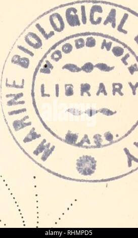 . Il bollettino biologico. Biologia; Zoologia; biologia; biologia marina. La figura 36. Choeradodis rhombicollis. Stretch: allungamento del mandrino completato; asynchrony di bivalents in apertura. Il violetto genziana. Il bivalents alcuni conservano ancora il parallelo associazione dei loro omologhi ad eccezione del kinetochores, mentre altri hanno completato il processo di stiramento. Il grado di stiramento è molto leggera rispetto alle altre specie; la massima separazione di kinetochores osservata è inferiore a un terzo della lunghezza del mandrino. La contrazione del bivalents alla loro ultima forma della metafase è si Foto Stock