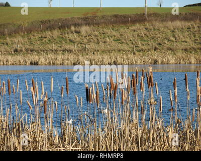 Alti giunchi dorati sul bordo dell'acqua su un inverno di pomeriggio al serbatoio in Sywell Country Park, Northamptonshire Foto Stock