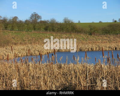 Alti giunchi dorati sul bordo dell'acqua su un inverno di pomeriggio al serbatoio in Sywell Country Park, Northamptonshire Foto Stock