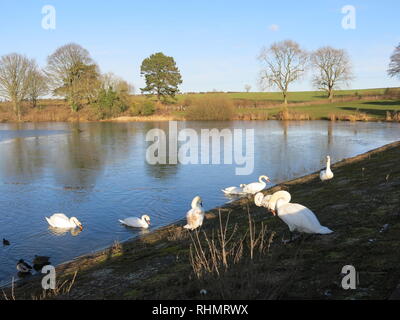 Cigni godendo il sole invernale in corrispondenza del bordo del serbatoio a Sywell Country Park; una domenica pomeriggio nel febbraio 2019 Foto Stock