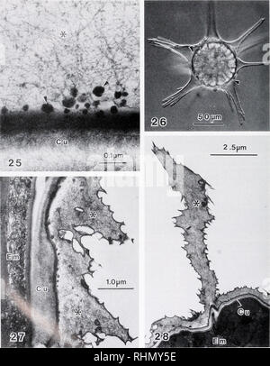 . Il bollettino biologico. Biologia; Zoologia; biologia; biologia marina. La figura 25. Elevata capacità di ingrandimento di penvitelline spazio in 24-h-vecchio embrione che mostra la trasformazione di granuli (piccole frecce) da secondaria vescicole corticale in fibre di linea (*). Cu, inizio cuticola di nauplius. La figura 26. Micrografia luce di live 24-h-vecchio embrione con avanzati di formazione della colonna vertebrale. Nota che il citoplasma si è ritirato dalle spine (piccole frecce). Le figure 27 e 28. La colonna vertebrale avanzate di formazione di 24-h-vecchio embrione (EM) che mostra la massa spessa di fibre spine di riempimento (*). Cu. cuticola di nauplius. 50. Si prega di notare che questi ima Foto Stock