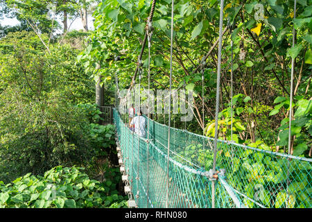 Vista della tettoia a piedi nella foresta di KL Eco Park di Kuala Lumpur in Malesia Foto Stock