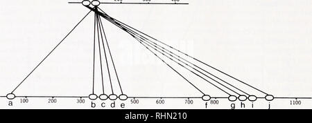 . Il bollettino biologico. Biologia; Zoologia; biologia; biologia marina. 280 R. F. DOOLITTLE IL FATTORE X A B 200 300 400. 1100 EGF di precursore di figura 7. Rappresentazione schematica degli esempi tra segmenti trovato nella coagulazione del sangue pro- tein il fattore X e la proteina associata alla membrana che è il fattore di crescita epidermico (EOF) precursore. Ciascuno dei segmenti di ovale rappresenta un segmento del polipeptide di 40-45 residui, la maggior parte delle quali contengono sei cisteine. EOF stesso è rappresentato dal diritto-più ovale in EGFP. del recettore di LDL (Sudhoff el ai, 1985). Sorprendentemente, questa proteina recettore aveva un portio Foto Stock