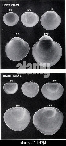 . Il bollettino biologico. Biologia; Zoologia; biologia; biologia marina. 84 S. C. FULLER ET AL. Il vides una descrizione esaustiva delle convenzioni bilaterali Asim- metry in guscio la morfologia e la microstruttura dei primi stadi ontogenetic di simplex Anomia d'Orbigny, il jingle comune guscio dell'Atlantico occidentale. Dettagli della shell sviluppo morfologico sono documentati con micrografie di fasi sequenziali. Confronto dei primi morfologia a guscio in vari North Atlantic anomiids re- veals funzioni utili in studi riguardanti specie identi- fica e la tassonomia. Un riepilogo della asimmetria bilaterale in essa Foto Stock