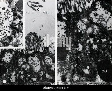. Il bollettino biologico. Biologia; Zoologia; biologia; biologia marina. 236 William R. ECKBERG. Le figure 18-19. La figura 18. La sezione attraverso l'organo apicale mostra microvilli (MV) e ciglia (C). Riquadro: tre corpi basale può essere visto in una cella dell'organo apicale (BB, frecce). Barra di scala = 1.0 URN. La figura 19. Ingrandimento superiore micrografia elettronica di organo apicale cellule mostranti corpi basale (BB), granuli corticali (CG), e l'apparato del Golgi (G). Barra di scala = 2.0 nell'uovo non fecondato, il hyaloplasm era nella regione di mandrino ed escluse le strutture come i mitocondri, tuorlo, lipide e corticale Foto Stock