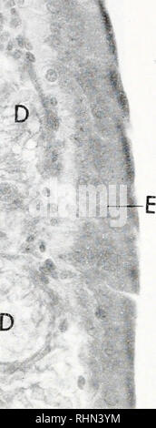 . Il bollettino biologico. Biologia; Zoologia; biologia; biologia marina. 51 &GT; THORSON, WOTTON E GEORGI O.lmm A C . B. La figura 4. Area ingrandita della ghiandola rettale sezione (da Fig. 3) : un lume centrale (A), rivestita con semplici, epitelio squamoso, è circondato da sparsi tubuli (B) che vuota nel lumen, come a C. una vasta fascia di tessuto connettivo, con i vasi sanguigni (D) occupa la porzione esterna della sezione e il premistoppa è coperto con una stratificata di epitelio colonnare (E). Associazione con la ghiandola rettale e post-gut valvolare di giustificare la loro designazione come corpi rectomyeloid. Goldstei Foto Stock