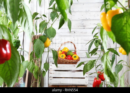 Cesto in Vimini pieno di dolci peperoni colorati sulla scatola di legno cassa nel giardino vegetale, la crescita e il concetto di raccolto Foto Stock