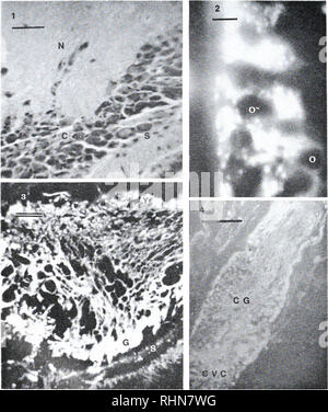 . Il bollettino biologico. Biologia; Zoologia; biologia; biologia marina. 146 G. B. STEFAXO AM) K. AIELLO. Fir.rkK 1. Ematossilina ed eosina .sezione macchiata, 7 M tlnck. del ganglio cerebrale che mostra l'aspetto rappresentativo di neuropile (X), corteccia (C) e sottile tessuto connettivo guaina (S). Scala bugiardo = 10 /u. Fi&LT;;ri&lt;K 2. La fotomicrografia fluorescente della parte esterna della guaina e la corteccia del ganglio cerebrale che mostra le celle confezionate con giallo granuli fluorescenti intervallati con non-cellule fluorescenti MM; (le cellule sono state identificate hy fase microscopia di contratto della stessa prepa- razione). Il Foto Stock