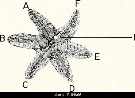 . Il bollettino biologico. Biologia; Zoologia; biologia; biologia marina. La figura 1. La lettera di designazione di bracci di Lcptastcrias acqitalis; diagramma superiore, aboral superficie, il diagramma inferiore, superficie orale (ventrale), con la posizione del madreporite sulla superficie aboral delineato; 1. madreporite; 2., il braccio o ray. Separare le prove non sono state condotte per ciascuno dei fenomeni in- gated. Invece, durante ciascuna prova cronometrate sono state fatte osservazioni sul metodo di raddrizzamento, pre-attività di raddrizzamento, movimenti del braccio e identità dei bracci di leader. Tra il 15 Luglio e Agosto 4, 1968, quando la maggior parte di questo lavoro è stato fatto, Foto Stock