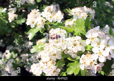 Mazzetto di sbocciato apple rami di alberi con una corteccia dei cappuccini su di essi e ingrandita in dettaglio da una lente di ingrandimento Foto Stock