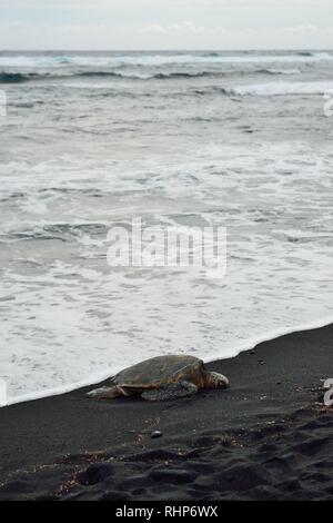 La tartaruga sulla spiaggia di sabbia nera di Hawaii Big Island, STATI UNITI D'AMERICA Foto Stock