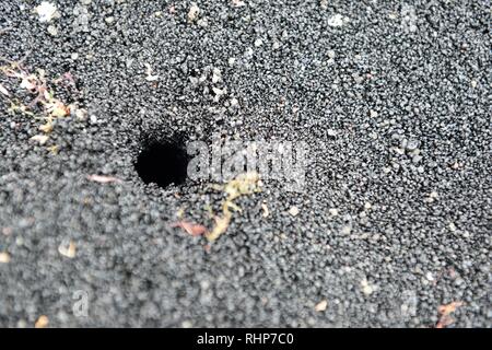 Il granchio di sabbia foro nella sabbia nera vulcanica in Hawaii Big Island, STATI UNITI D'AMERICA Foto Stock