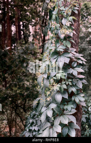 Il tronco di albero nel parco è densamente intrecciati con una vite di uva selvatica, che è anche chiamato maiden uva. Foto Stock