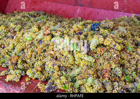 Vinificazione tradizionale in Francia, il nuovo raccolto di uve bianche moscato è pronto per la prima pressatura close up Foto Stock