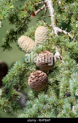 Cedro dell'himalaya deodar o albero di cedro con maschi e femmine di coni, sullo sfondo di Natale close up Foto Stock