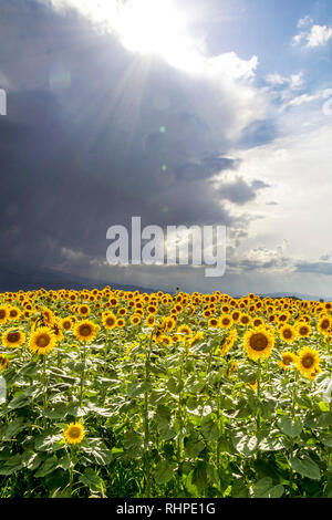 Campo di girasole prima della tempesta di primavera campo di girasole prima della tempesta di primavera Foto Stock