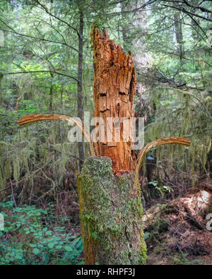 Sulla faccia di un deterioramento della tronco di albero nella Penisola Olimpica foresta pluviale. Terza Spiaggia, LaPush, Washington. Foto Stock