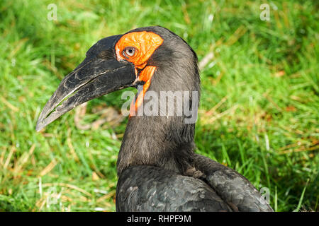 Massa meridionale Hornbill (Bucorvus leadbeateri) Foto Stock