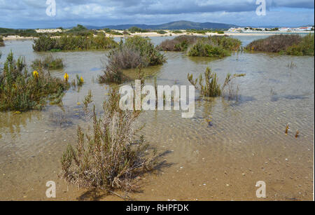 Le saline in Armona island, parte del Parco naturale di Ria Formosa nella regione dell'Algarve del Portogallo sudoccidentale Foto Stock