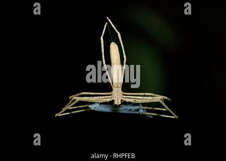 Ogre-Faced spider, Deinopis subrufa, chiamato Rufous Net-casting ragno con net. Crociera notturna nel parco Nazionale Masoala, Toamasina provincia, Madagascar Foto Stock