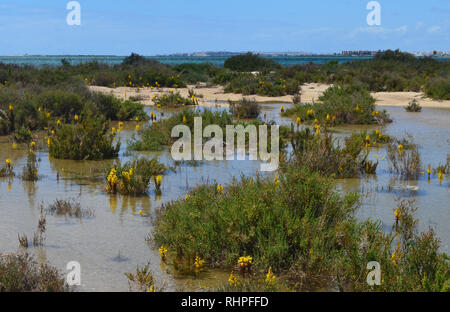 Le saline in Armona island, parte del Parco naturale di Ria Formosa nella regione dell'Algarve del Portogallo sudoccidentale Foto Stock