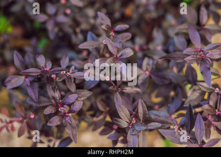 Foglia di mukunu wenna alternanthera pianta medicinali fiore. sessili joyweed Foto Stock