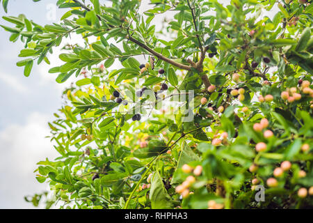 Close-up di tre miracolo bacche da un Synsepalum dulcificum impianto, noto per la sua bacca che, quando viene mangiato, provoca sour alimenti per il gusto dolce Foto Stock