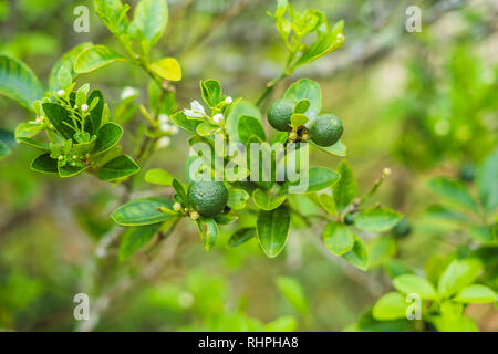Verde lime su un albero. Il tiglio è un agrume ibrido, che è tipicamente intorno a circa 3 - 6 centimetri di diametro e acide contenenti vescicole di succo Foto Stock