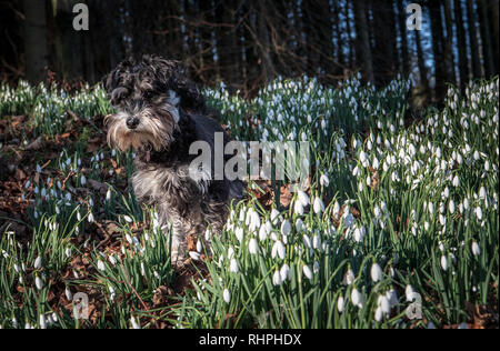 Bucaneve, Cringletie House, Peebles, Scottish Borders Frankie la miniatura Schnauzer Foto Stock