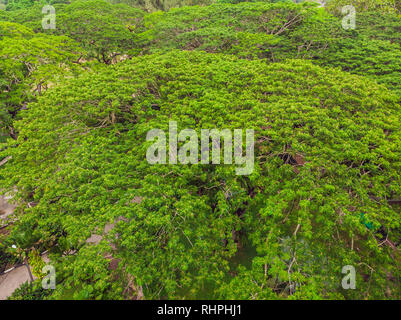 Vista dei probiotici foresta sempreverde dal di sopra, la fotografia aerea, quadrocopter foto aerea Foto Stock