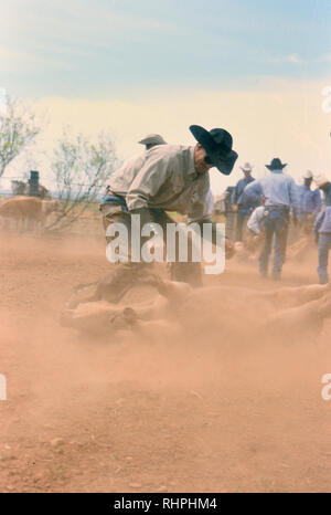 Il cowboy che fiancheggiano un vitello a una molla branding su un ranch del Texas in 1998 Foto Stock