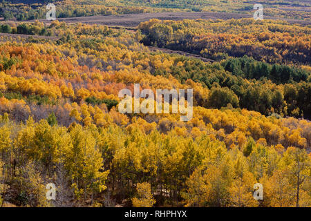 Stati Uniti d'America, Oregon, Steens Mountain Area di protezione, visualizzazione nei pesci Creek Valley con i colori autunnali di vacilla Aspen. Foto Stock