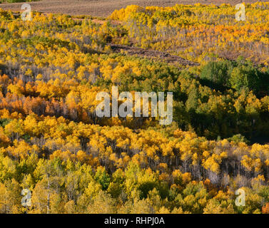 Stati Uniti d'America, Oregon, Steens Mountain Area di protezione, visualizzazione nei pesci Creek Valley con i colori autunnali di vacilla Aspen. Foto Stock