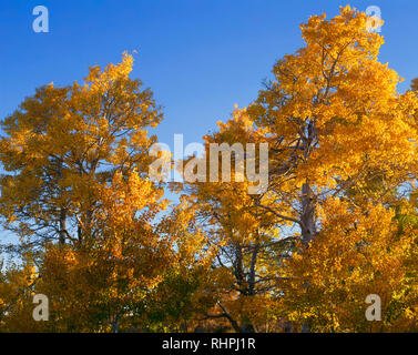 Stati Uniti d'America, Oregon, Steens Mountain Area di protezione di colore caduta vacilla aspen (Populus tremuloides) e cobalto del cielo. Foto Stock