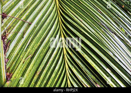 Splendide palme sulla spiaggia il paradiso isole Seicelle Foto Stock