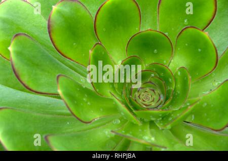 Sempervivum, altrimenti noto come galline e polli, è una specie di piante succulente che moltiplica rapidamente, anche se si vive solo per circa tre anni. Foto Stock