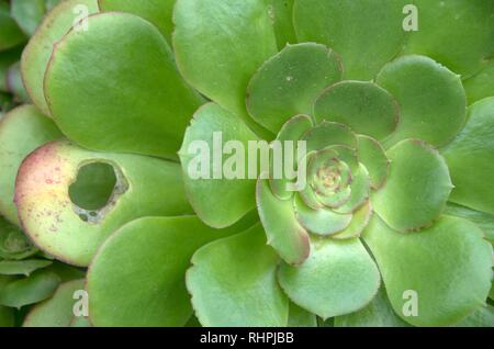 Sempervivum, altrimenti noto come galline e polli, è una specie di piante succulente che moltiplica rapidamente, anche se si vive solo per circa tre anni. Foto Stock