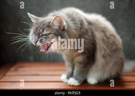 Gatto aggressivo sibili sulla bella e soleggiata giornata autunnale Foto Stock