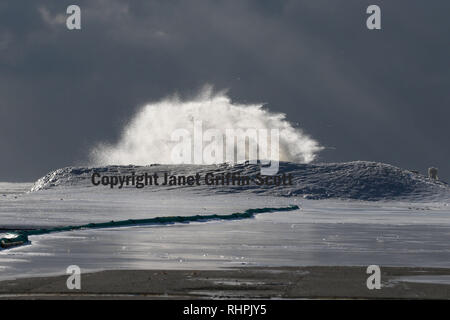 Snowy Owl che decollare post Foto Stock