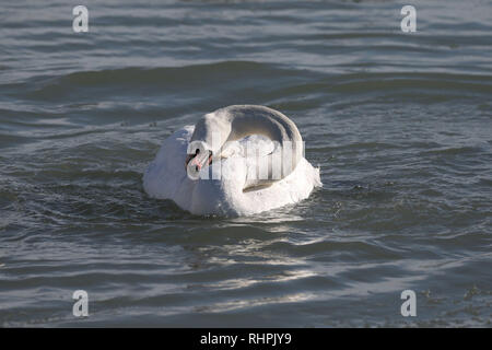 Cigno Preening in acqua di congelamento Foto Stock