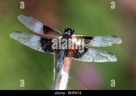 Libellule Foto Stock