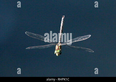 Libellule Foto Stock